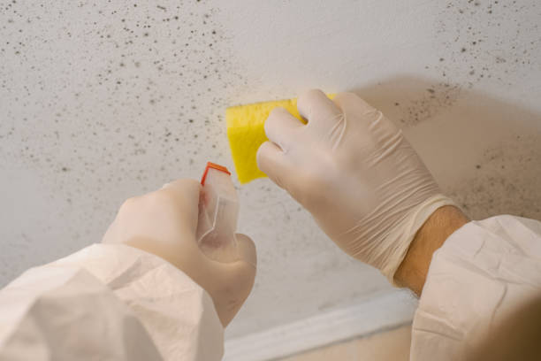 Best Commercial Mold Inspection  in Carlstadt, NJ